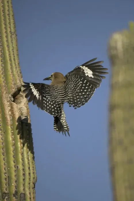 Framed Print : Gila Woodpecker In flight, arriving at nest in Cactus Feeds on nectar and insects in the Saguaro cactus blossom - helps pollinate cactus - makes holes in Saguaro cactus for their nests which are then used by other Framed Print : Gila Woodpecker In flight, arriving at nest in Cactus Feeds on nectar and insects in the Saguaro cactus blossom - helps pollinate cactus - makes holes in Saguaro cactus for their nests which are then used by other