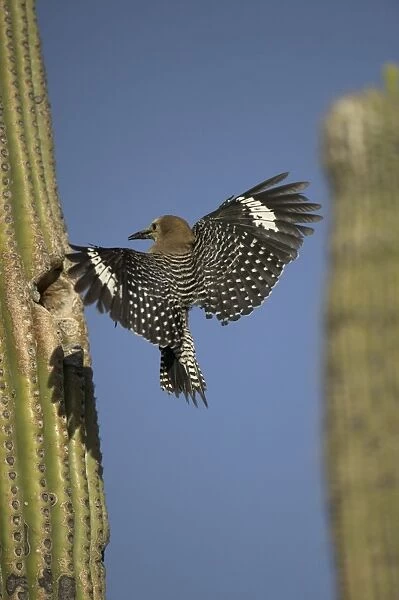 Gila Woodpecker In flight, arriving at nest in Cactus Feeds on nectar and insects in the Saguaro cactus blossom - helps pollinate cactus - makes holes in Saguaro cactus for their nests which are then used by other