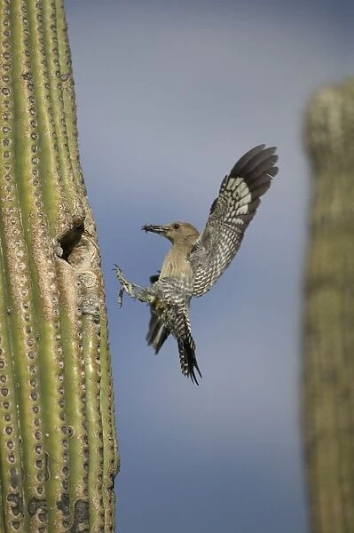 Gila Woodpecker In flight, arriving at nest in Cactus with food in beak Feeds on nectar and insects in the Saguaro cactus blossom - helps pollinate cactus - makes holes in Saguaro cactus for their nests which are then
