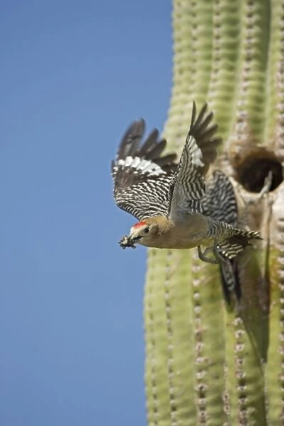 Gila Woodpecker - In flight emerging from nest with food in mouth - Saguaro cactus - Sonoran Desert - Arizona - USA