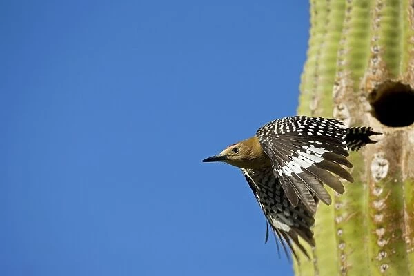 Gila Woodpecker - In flight emerging from nest in Saguaro cactus - Sonoran Desert - Arizona - USA