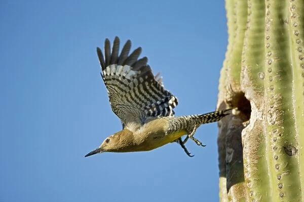 Gila Woodpecker - In flight emerging from nest in Saguaro cactus (Carnegiea gigantea) - Sonoran Desert - Arizona - USA