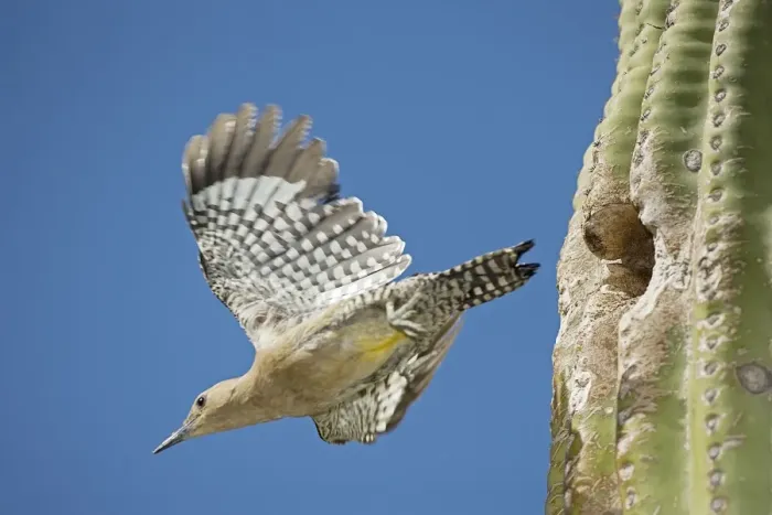 Framed Print : Gila Woodpecker - In flight emerging from nest in Saguaro cactus (Carnegiea gigantea) - Sonoran Desert - Arizona - USA Framed Print : Gila Woodpecker - In flight emerging from nest in Saguaro cactus (Carnegiea gigantea) - Sonoran Desert - Arizona - USA