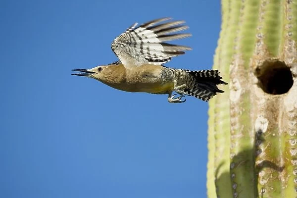 Gila Woodpecker - In flight emerging from nest with young in Saguaro cactus - Sonoran Desert - Arizona - USA