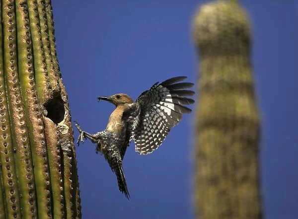 Gila Woodpecker - in flight, entering nest with food in mouth - Feeds on nectar and insects in the Saguaro cactus blossom - helps pollinate cactus - makes holes in Saguaro cactus for their nests which are then used by other birds - common Sonoran