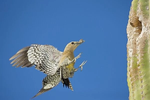 Gila Woodpecker - In flight Landing on nest in Saguaro cactus - Sonoran Desert - Arizona - USA