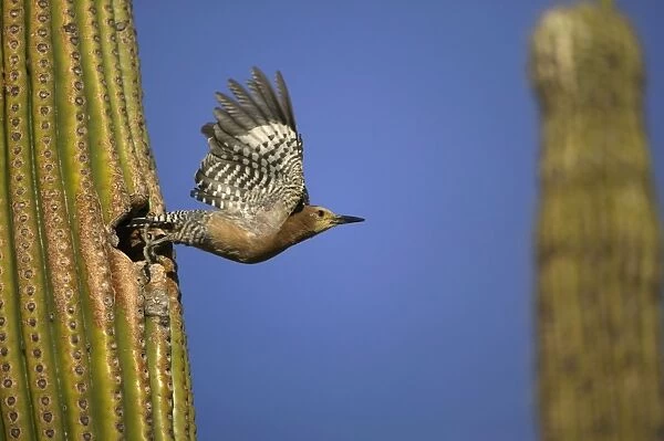 Gila Woodpecker - in flight, leaving nest. Feeds on nectar and insects in the Saguaro cactus blossom - helps pollinate cactus - makes holes in Saguaro cactus for their nests which are then used by other birds - common Sonoran desert
