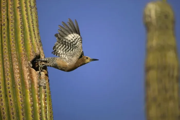 Framed Print : Gila Woodpecker - in flight, leaving nest. Feeds on nectar and insects in the Saguaro cactus blossom - helps pollinate cactus - makes holes in Saguaro cactus for their nests which are then used by other birds - common Sonoran desert Framed Print : Gila Woodpecker - in flight, leaving nest. Feeds on nectar and insects in the Saguaro cactus blossom - helps pollinate cactus - makes holes in Saguaro cactus for their nests which are then used by other birds - common Sonoran desert
