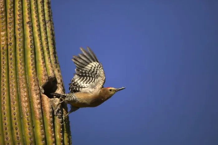 Framed Print : Gila Woodpecker - In flight, leaving nest. Feeds on nectar and insects in the Saguaro cactus blossom - helps pollinate cactus - makes holes in Saguaro cactus for their nests which are then used by other birds - common Sonoran desert Framed Print : Gila Woodpecker - In flight, leaving nest. Feeds on nectar and insects in the Saguaro cactus blossom - helps pollinate cactus - makes holes in Saguaro cactus for their nests which are then used by other birds - common Sonoran desert