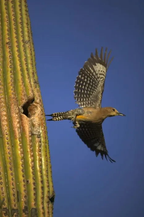 Framed Print : Gila Woodpecker - In flight, leaving nest. Feeds on nectar and insects in the Saguaro cactus blossom - helps pollinate cactus - makes holes in Saguaro cactus for their nests which are then used by other birds - common Sonoran desert Framed Print : Gila Woodpecker - In flight, leaving nest. Feeds on nectar and insects in the Saguaro cactus blossom - helps pollinate cactus - makes holes in Saguaro cactus for their nests which are then used by other birds - common Sonoran desert