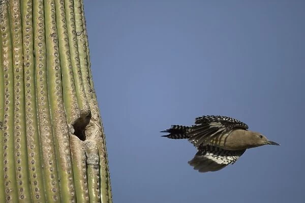 Gila Woodpecker In flight leaving nest in Cactus Feeds on nectar and insects in the Saguaro cactus blossom - helps pollinate cactus - makes holes in Saguaro cactus for their nests which are then used by other
