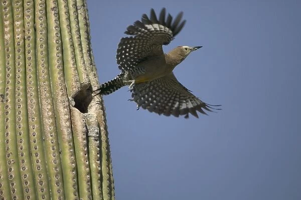 Gila Woodpecker In flight leaving nest in Cactus Feeds on nectar and insects in the Saguaro cactus blossom - helps pollinate cactus - makes holes in Saguaro cactus for their nests which are then used by other