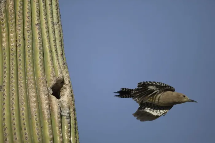 Framed Print : Gila Woodpecker In flight leaving nest in Cactus Feeds on nectar and insects in the Saguaro cactus blossom - helps pollinate cactus - makes holes in Saguaro cactus for their nests which are then used by other Framed Print : Gila Woodpecker In flight leaving nest in Cactus Feeds on nectar and insects in the Saguaro cactus blossom - helps pollinate cactus - makes holes in Saguaro cactus for their nests which are then used by other