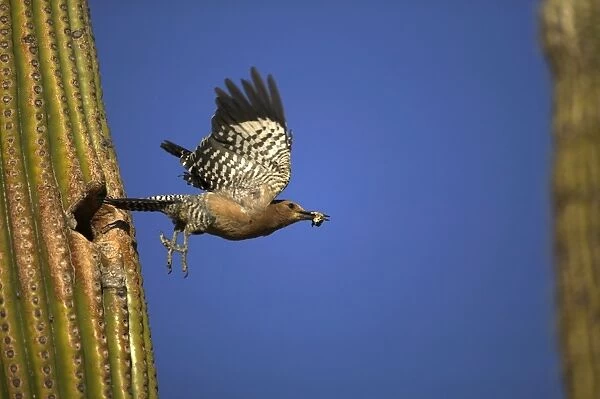 Gila Woodpecker In flight, leaving nest with food in mouth. Feeds on nectar and insects in the Saguaro cactus blossum - helps pollinate cactus - makes holes in Saguaro cactus for their nests which are then used by other birds - common Sonoran desert