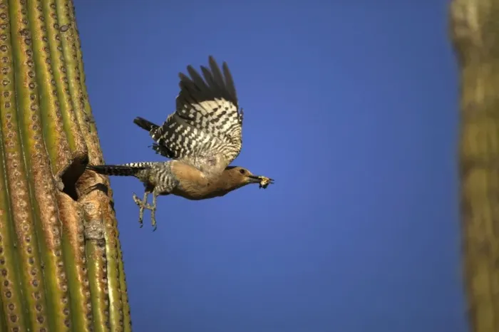Framed Print : Gila Woodpecker In flight, leaving nest with food in mouth. Feeds on nectar and insects in the Saguaro cactus blossum - helps pollinate cactus - makes holes in Saguaro cactus for their nests which are then used by other birds - common Sonoran desert Framed Print : Gila Woodpecker In flight, leaving nest with food in mouth. Feeds on nectar and insects in the Saguaro cactus blossum - helps pollinate cactus - makes holes in Saguaro cactus for their nests which are then used by other birds - common Sonoran desert
