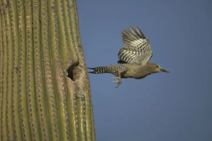 Framed Print : Gila Woodpecker Leaving nest in Cactus Feeds on nectar and insects in the Saguaro cactus blossom - helps pollinate cactus - makes holes in Saguaro cactus for their nests which are then used by other birds Framed Print : Gila Woodpecker Leaving nest in Cactus Feeds on nectar and insects in the Saguaro cactus blossom - helps pollinate cactus - makes holes in Saguaro cactus for their nests which are then used by other birds