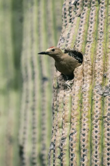 Framed Print : Gila Woodpecker Male Framed Print : Gila Woodpecker Male