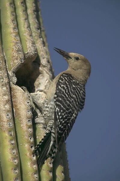 Gila Woodpecker At nest in Cactus Feeds on nectar and insects in the Saguaro cactus blossom - helps pollinate cactus - makes holes in Saguaro cactus for their nests which are then used by other birds Common
