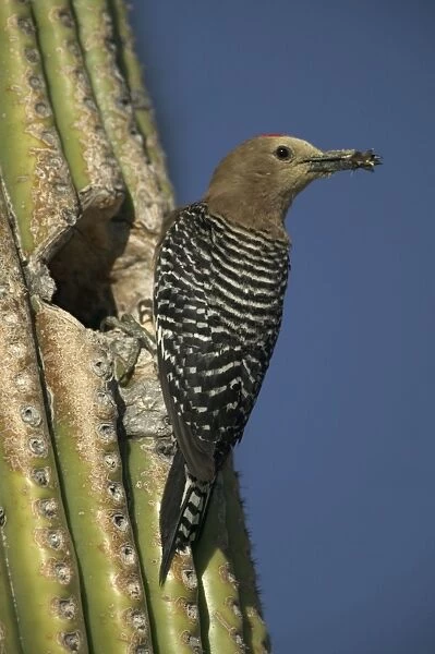 Gila Woodpecker At nest in Cactus with food in beak Feeds on nectar and insects in the Saguaro cactus blossom - helps pollinate cactus - makes holes in Saguaro cactus for their nests which are then used by other