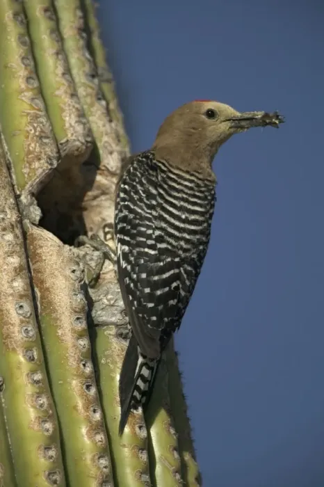 Framed Print : Gila Woodpecker At nest in Cactus with food in beak Feeds on nectar and insects in the Saguaro cactus blossom - helps pollinate cactus - makes holes in Saguaro cactus for their nests which are then used by other Framed Print : Gila Woodpecker At nest in Cactus with food in beak Feeds on nectar and insects in the Saguaro cactus blossom - helps pollinate cactus - makes holes in Saguaro cactus for their nests which are then used by other