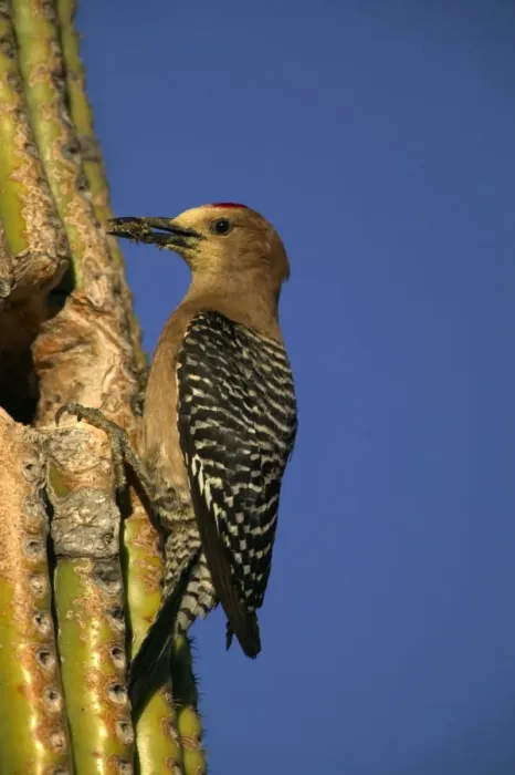 Framed Print : Gila Woodpecker - At nest with food in mouth, Feeds on nectar and insects in the Saguaro cactus blossom - helps pollinate cactus - makes holes in Saguaro cactus for their nests which are then used by other birds - common Sonoran desert
