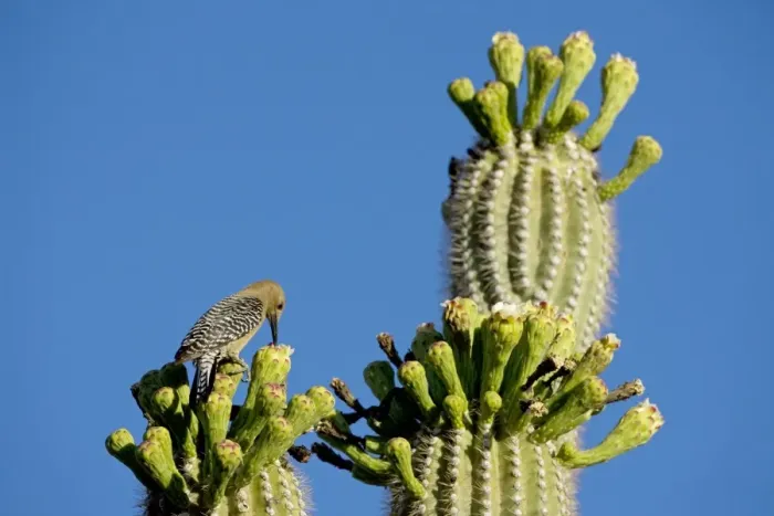 Framed Print : Gila Woodpecker - Perched on cholla cactus foraging for food for young - Sonoran Desert - Arizona - USA Framed Print : Gila Woodpecker - Perched on cholla cactus foraging for food for young - Sonoran Desert - Arizona - USA