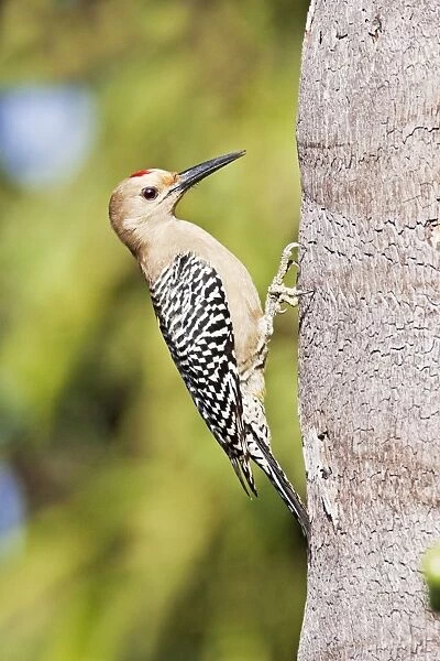 Gila Woodpecker. San Blas, Mexico in March