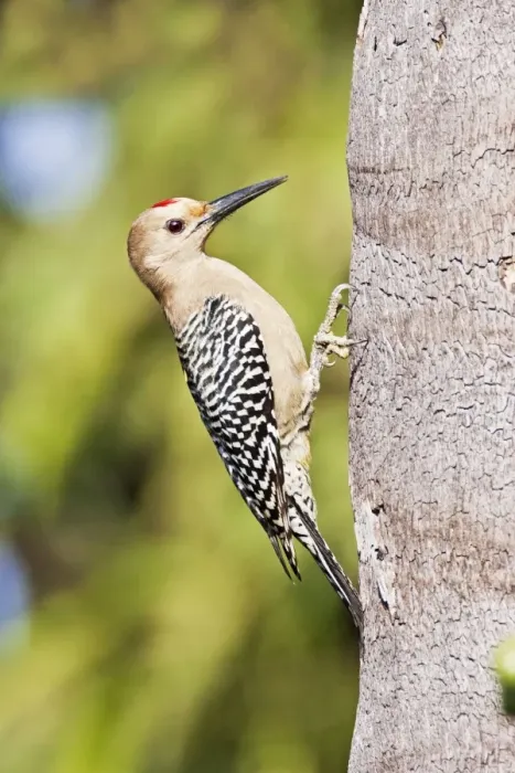 Framed Print : Gila Woodpecker. San Blas, Mexico in March Framed Print : Gila Woodpecker. San Blas, Mexico in March