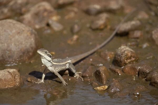 Gilbert's Dragon Drinking at a tiny pool of ephemeral water in the otherwise dry riverbed of Donkey Creek, near Canteen Creek Aboriginal Community, central Northern Territory, Australia