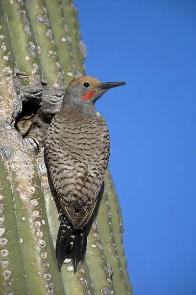 Gilded Flicker (Colaptes chrysoides) at Nest in Saguaro Cactus - Sonoran Desert - Arizona - Male - These woodpeckers are permanent residents that are found in all desert habitats - Makes holes in saguaro cactus for nests which are later used by