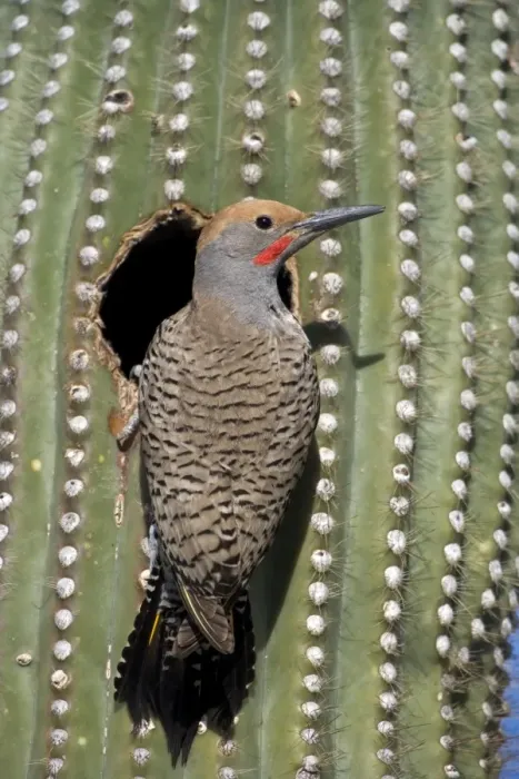 Framed Print : Gilded Flicker (Colaptes chrysoides) at Nest in Saguaro Cactus - Sonoran Desert - Arizona - Male - These woodpeckers are permanent residents that are found in all desert habitats - Makes holes in saguaro cactus for nests which are later used by Framed Print : Gilded Flicker (Colaptes chrysoides) at Nest in Saguaro Cactus - Sonoran Desert - Arizona - Male - These woodpeckers are permanent residents that are found in all desert habitats - Makes holes in saguaro cactus for nests which are later used by