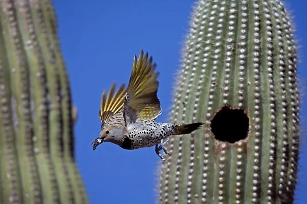 Gilded Flicker (Colaptes chrysoides) flying from nest in saguaro cactus with fecal sac - Sonoran Desert - Arizona - Female - These woodpeckers are permanent residents that are found in all desert habitats - Makes holes in saguaro cactus for nests