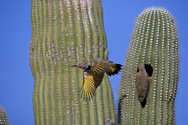Gilded Flicker (Colaptes chrysoides) flying from nest in saguaro cactus - Sonoran Desert - Arizona - Male - Female at the nest opening - These woodpeckers are permanent residents that are found in all desert habitats - Makes holes in saguaro cactus