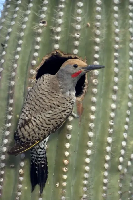 Framed Print : Gilded Flicker (Colaptes chrysoides) at Nest in Saguaro Cactus - Sonoran Desert - Arizona - These woodpeckers are permanent residents that are found in all desert habitats - Makes holes in saguaro cactus for nests which are later used by other birds Framed Print : Gilded Flicker (Colaptes chrysoides) at Nest in Saguaro Cactus - Sonoran Desert - Arizona - These woodpeckers are permanent residents that are found in all desert habitats - Makes holes in saguaro cactus for nests which are later used by other birds