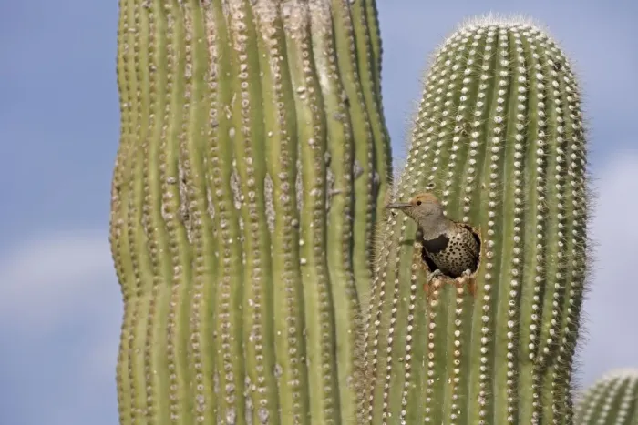 Framed Print : Gilded Flicker (Colaptes chrysoides) at Nest in Saguaro Cactus - Sonoran Desert - Arizona - Female - These woodpeckers are permanent residents that are found in all desert habitats - Makes holes in saguaro cactus for nests which are later used by Framed Print : Gilded Flicker (Colaptes chrysoides) at Nest in Saguaro Cactus - Sonoran Desert - Arizona - Female - These woodpeckers are permanent residents that are found in all desert habitats - Makes holes in saguaro cactus for nests which are later used by