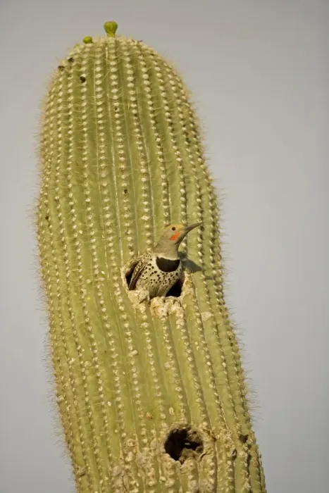 Framed Print : Gilded Flicker (Colaptes chrysoides) at Nest in Saguaro Cactus - Sonoran Desert - Arizona - Male - These woodpeckers are permanent residents that are found in all desert habitats - Makes holes in saguaro cactus for nests which are later used by Framed Print : Gilded Flicker (Colaptes chrysoides) at Nest in Saguaro Cactus - Sonoran Desert - Arizona - Male - These woodpeckers are permanent residents that are found in all desert habitats - Makes holes in saguaro cactus for nests which are later used by