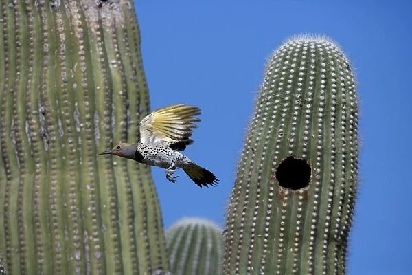 Gilded Flicker flying from nest in Saguaro Cactus - Sonoran Desert - Arizona - Male - These woodpeckers are permanent residents that are found in all desert habitats - Makes holes in saguaro cactus for nests which are later used by other birds