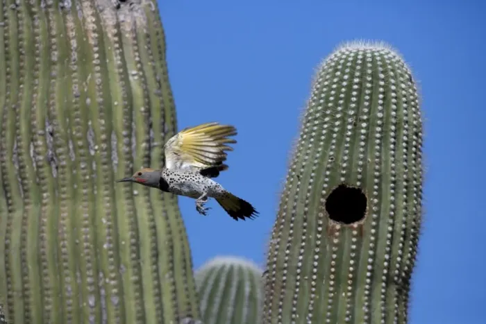 Framed Print : Gilded Flicker flying from nest in Saguaro Cactus - Sonoran Desert - Arizona - Male - These woodpeckers are permanent residents that are found in all desert habitats - Makes holes in saguaro cactus for nests which are later used by other birds Framed Print : Gilded Flicker flying from nest in Saguaro Cactus - Sonoran Desert - Arizona - Male - These woodpeckers are permanent residents that are found in all desert habitats - Makes holes in saguaro cactus for nests which are later used by other birds