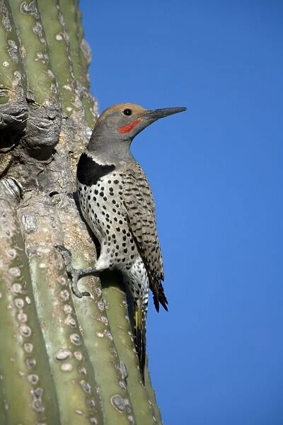 Gilded Flicker at Nest in Saguaro Cactus - Sonoran Desert - Arizona, USA - These woodpeckers are permanent residents that are found in all desert habitats - Makes holes in saguaro cactus for nests which are later used by other birds - Females lack