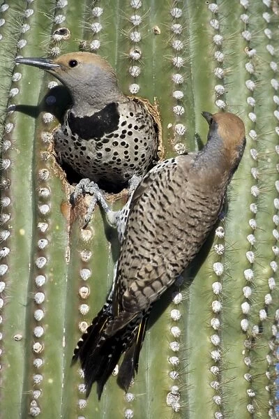 Gilded Flickers (Colaptes chrysoides) at Nest in Saguaro Cactus - Male and Female - Sonoran Desert - Arizona - These woodpeckers are permanent residents that are found in all desert habitats - Makes holes in saguaro cactus for nests which are later