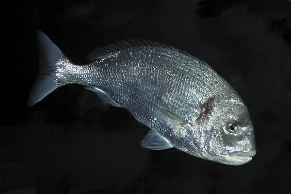 Gilthead, English Channel south to Mediterranean and west Africa
