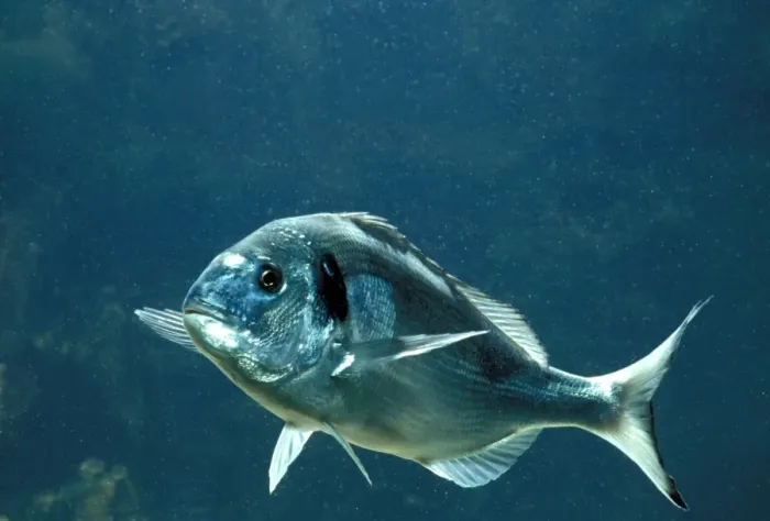 Framed Print : Gilthead Seabream / Gilthead Fish Framed Print : Gilthead Seabream / Gilthead Fish