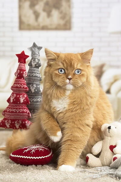 Ginger Alley cat indoors at Christmas