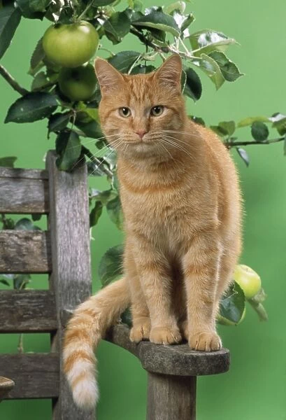 Ginger Cat - on bench with apples
