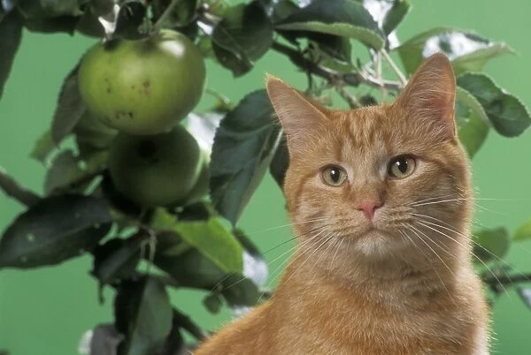 Ginger Cat On bench with apples