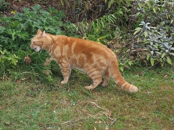 Ginger Cat - eating grass