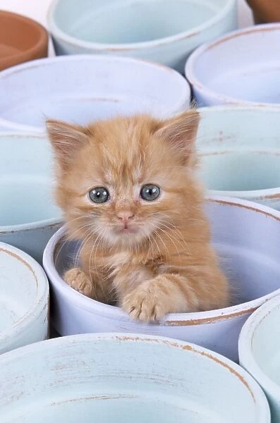 Ginger Cat - Kiien in flowerpot