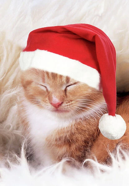 Ginger Cat - Kitten asleep on rug wearing Christmas hat Digital Manipulation: Hat (JD)