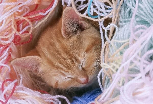 Ginger Cat Kitten asleep in wool