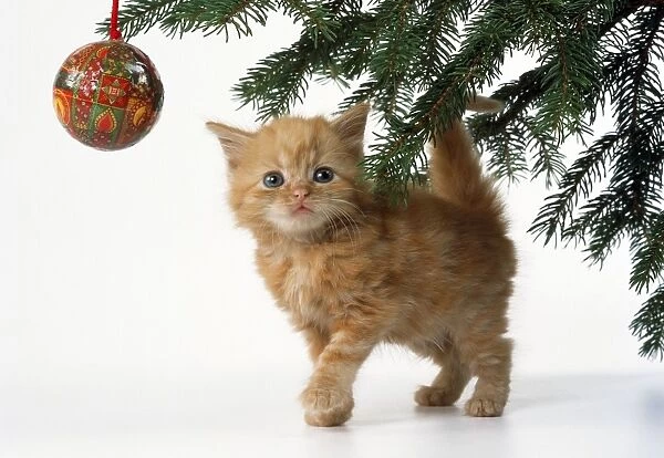 Ginger Cat - kitten & Christmas with tree bauble